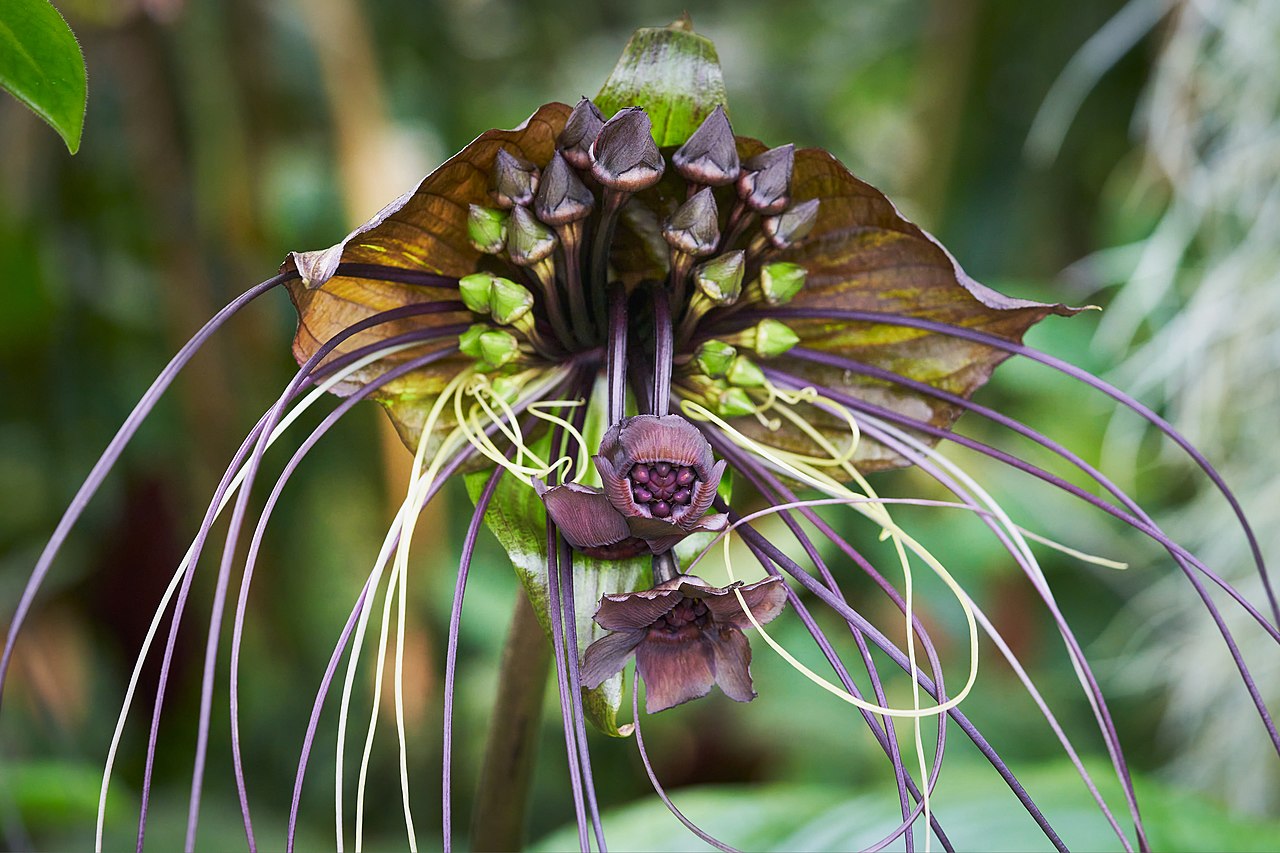 Flor Morcego Saiba Tudo Sobre Essa Planta - Guia das Suculentas