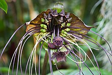 Bat Flower or Cat Whiskers (Tacca Chantrieri) (49532732922).jpg