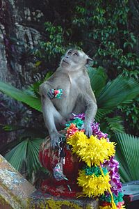 Crab eating macaque stealing keys