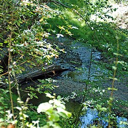 نهر خرس در San Francisquito Creek در جولای 2011 پیوست .jpg