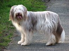 Bearded Collie.jpg