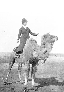 Beatrix Bulstrode (Mrs Edward Manico Camar) pada camel.jpg