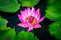 Bees on a water lily (Unsplash).jpg