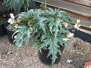 <i>Begonia sikkimensis</i> Species of plant in the genus Begonia