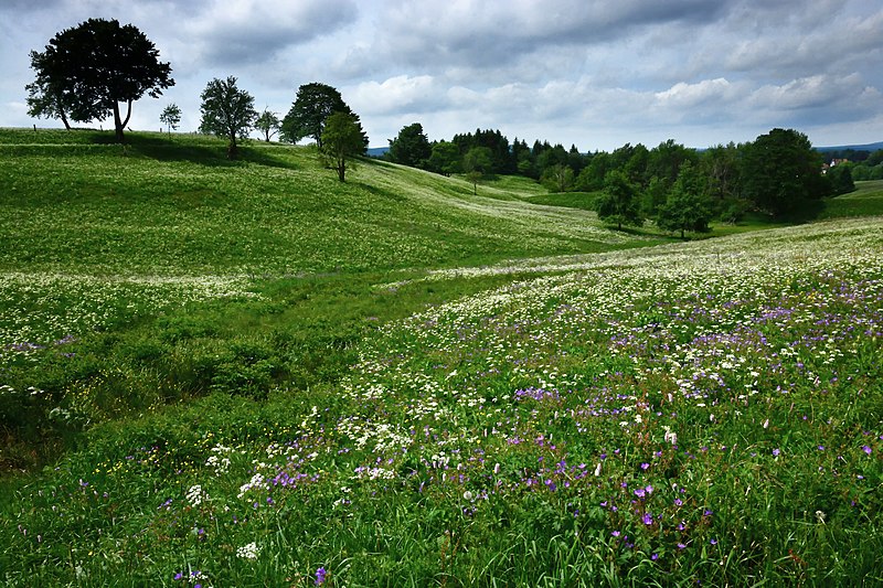 File:Bergwiese bei St. Andreasberg DSC 8943orig.jpg