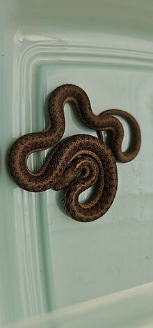 Reticulated python - Wikipedia