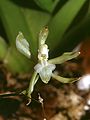 Gomesa brasiliensis flower