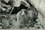 Thumbnail for File:Bird notes (1917) (14564670789).jpg