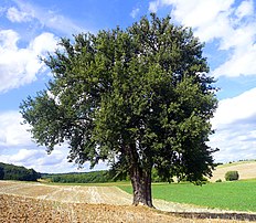 (1) Baum