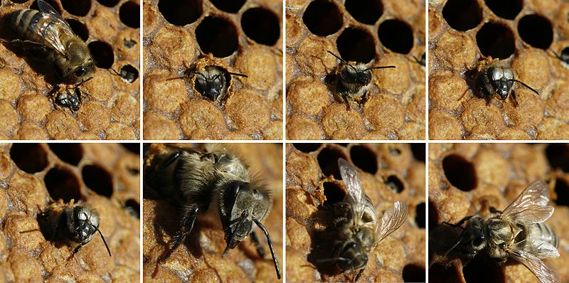 File:Birth of black bee (Apis mellifera mellifera).jpg