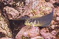 * Nomination Horseface blennies (Ophioblennius atlanticus), Teno-Rasca marine strip, Tenerife, Spain --Poco a poco 09:41, 15 June 2022 (UTC) * Promotion  Support Good quality. --C messier 12:32, 15 June 2022 (UTC)