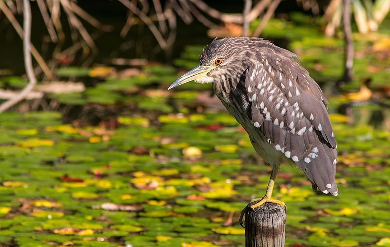 File:Black-crowned night heron (young bird), October 2015, Osaka.jpg