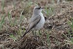 Thumbnail for Black-fronted ground tyrant