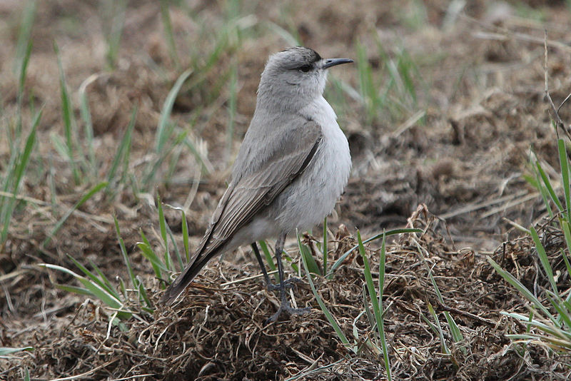 File:Black-fronted Ground-tyrant.jpg