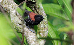 ♂ Formicivora erythronotos