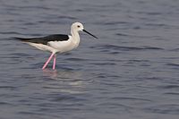 Black Wing Stilt