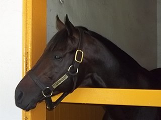 <span class="mw-page-title-main">Blame (horse)</span> American-bred Thoroughbred racehorse