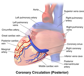 Posterior view of coronary circulation.