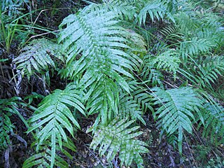 <i>Parablechnum novae-zelandiae</i> Species of fern