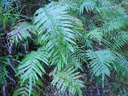 Blechnum novae-zelandiae