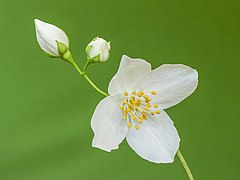 Flower and flower buds of a Philadelphus coronarius (sweet mock orange).