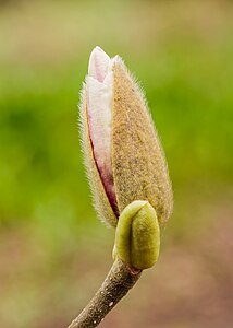 Bloemknop van een Magnolia, 05-03-2024. (actm.) 01