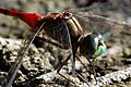 Sympetrum ambiguum (cat.)