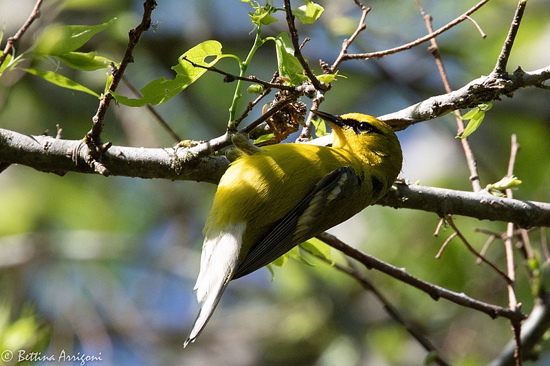 File:Blue-winged Warbler (male) Sabine Woods TX 2018-04-22 14-35-38 (41947588602).jpg