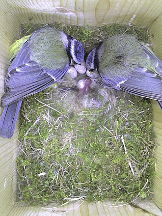An image of a Blue Tit nest from a nest box camera Blue Tit -Cyanistes caeruleus -inside nest box-4.jpg