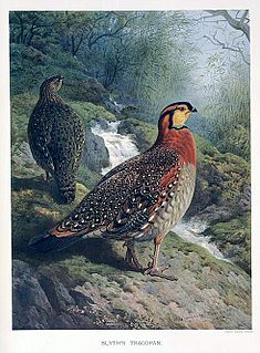 Der Blythtragopan, auch Blyth-