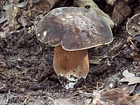 In woodland, Italy Boletus aereus IT.JPG