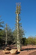 Fouquieria columnaris (Fouquieriaceae)