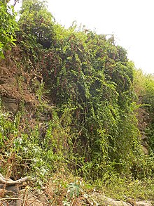 Bosea yervamora on rock wall.JPG