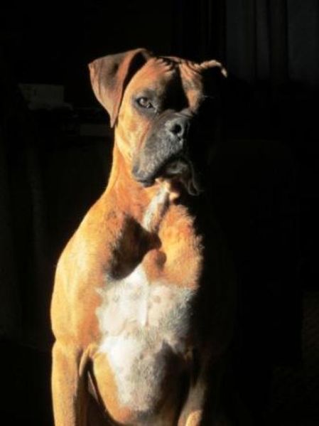 File:Boxer Portrait.JPG