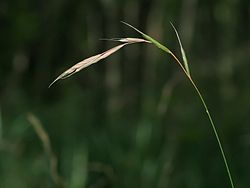 Brachypodium sylvaticum.jpeg