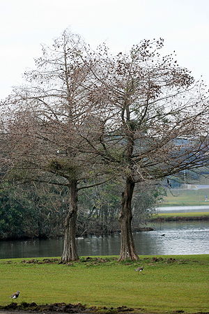 Winter in Brazil