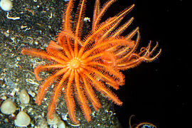 Brisingid Seastar (Novodinia antillensis).jpg