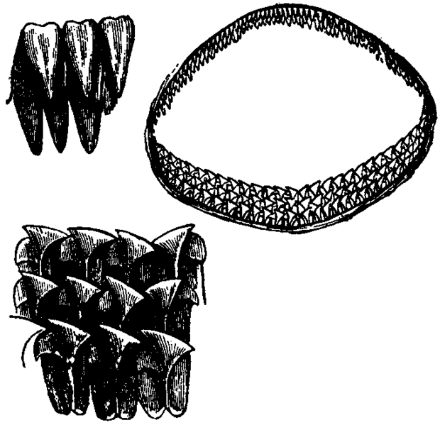 File:Britannica Shark Greenland Shark Dentition.png