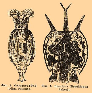 <i>Philodina</i> Genus of rotifers