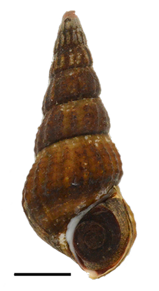 <i>Brotia herculea</i> Species of gastropod