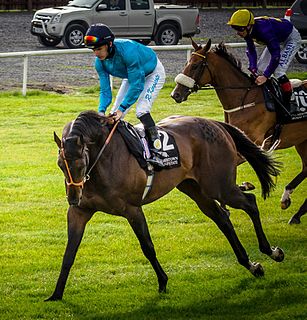 Brown Panther British-bred Thoroughbred racehorse