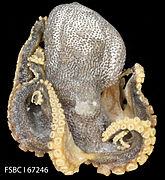 Amphioctopus burryi