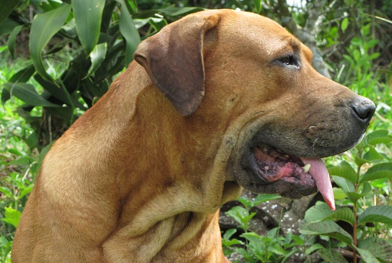 File:Bull-mastiff brasileiro 5.JPG