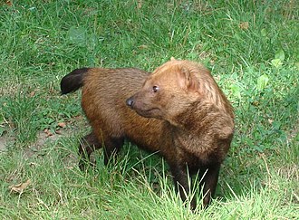 Bush dog Bush dog.JPG