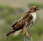 Buteo jamaicensis 2.jpg