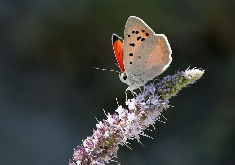 File:Butterfly Fiery Copper - Lycaena thetis.jpg