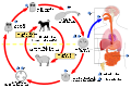 Life cycle of Echinococcus