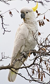 Sulphur-crested cockatoo Species of bird