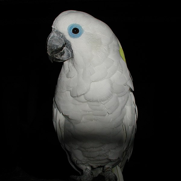 File:Cacatua ophthalmica -Vogelpark Walsrode-6b-3c.jpg