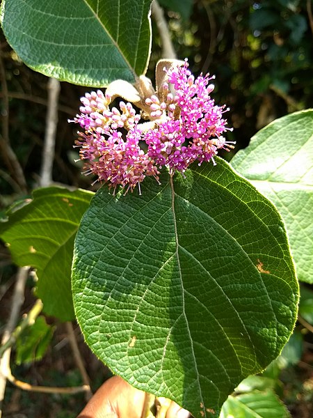 File:Callicarpa tomentosa, Great woolly malayan lilac,Cheruthekku,Kattuthekku,Naik.jpeg